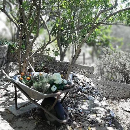 Veronika Veliki Drvenik