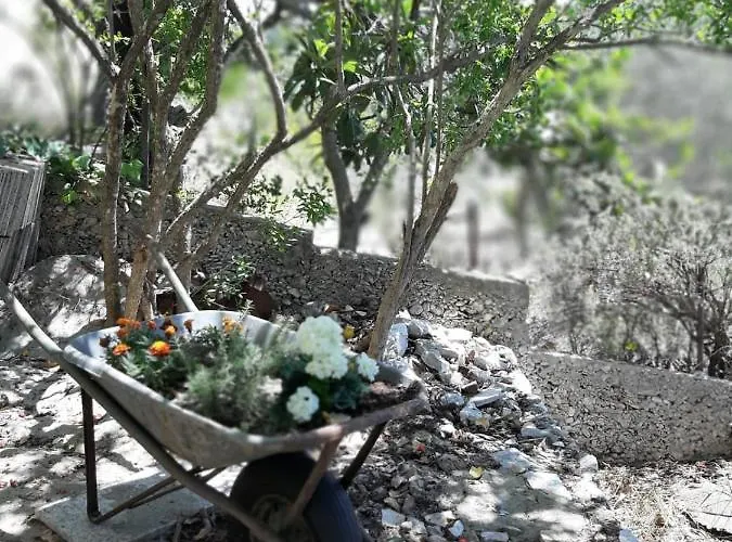 Veronika Veliki Drvenik